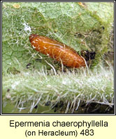 Epermenia chaerophyllella