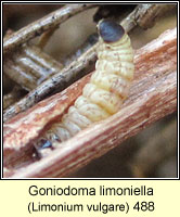 Goniodoma limoniella, Coleophora limoniella