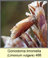 Goniodoma limoniella, Coleophora limoniella