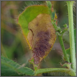 Trifurcula cryptella