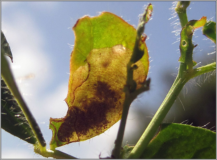 Trifurcula cryptella