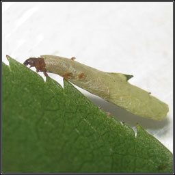 Coleophora gryphipennella