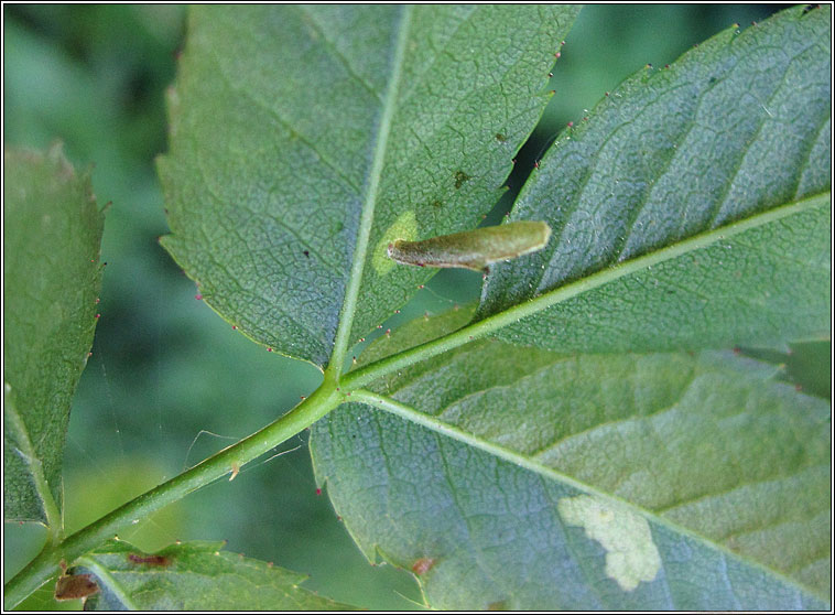 Coleophora gryphipennella