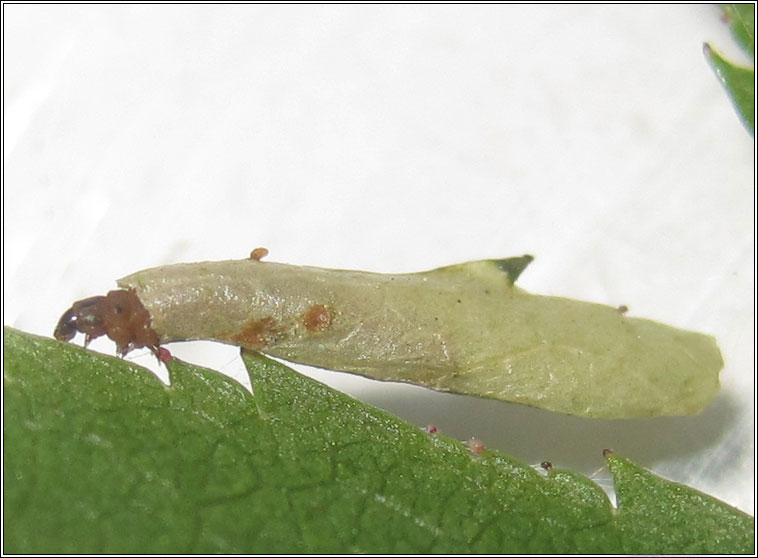 Coleophora gryphipennella