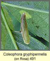 Coleophora gryphipennella