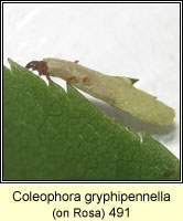 Coleophora gryphipennella