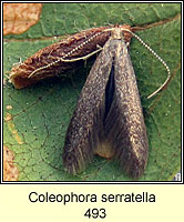 Coleophora serratella