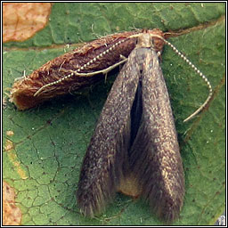 Coleophora serratella