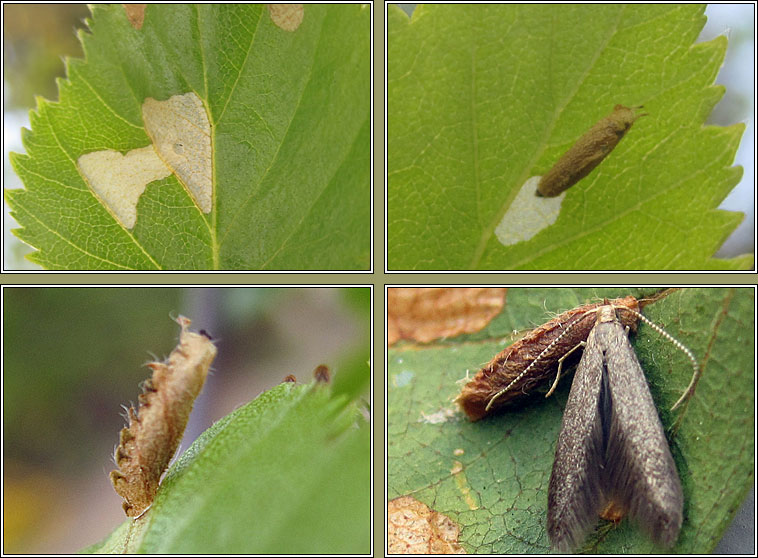 Coleophora serratella