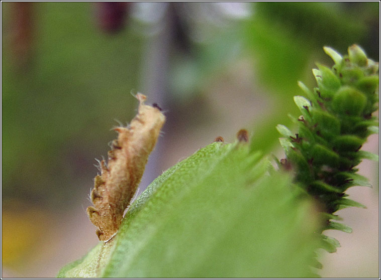 Coleophora serratella