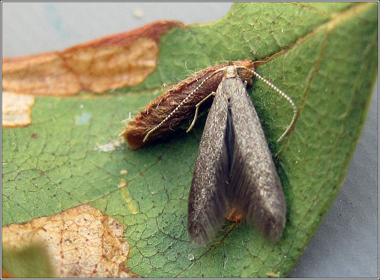 Coleophora serratella