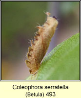 Coleophora serratella