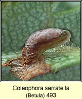 Coleophora serratella