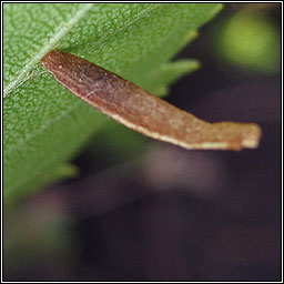 Coleophora milvipennis