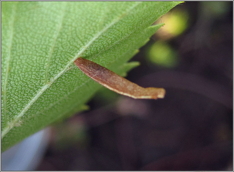 Coleophora milvipennis