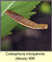 Coleophora milvipennis