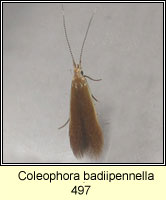 Coleophora badiipennella