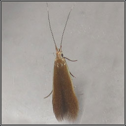 Coleophora badiipennella