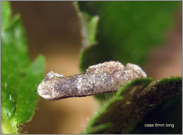 Coleophora badiipennella