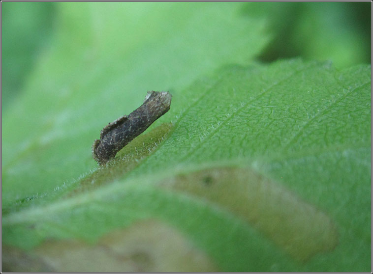 Coleophora badiipennella