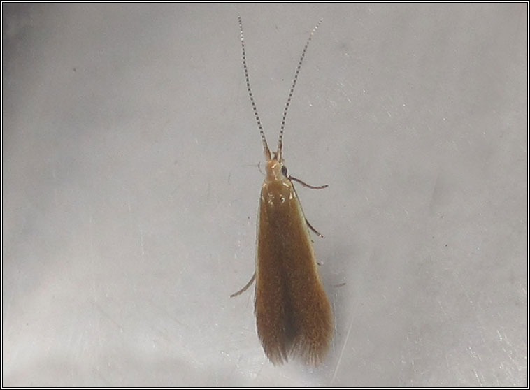 Coleophora badiipennella