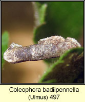 Coleophora badiipennella