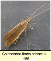 Coleophora limosipennella