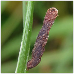 Coleophora limosipennella