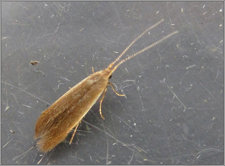 Coleophora limosipennella