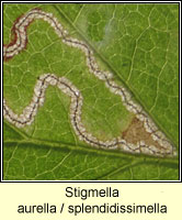 Stigmella aurella-splendidissimella