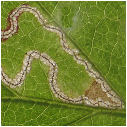 Stigmella aurella-splendidissimella