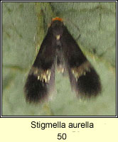 Stigmella aurella