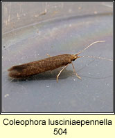 Coleophora lusciniaepennella