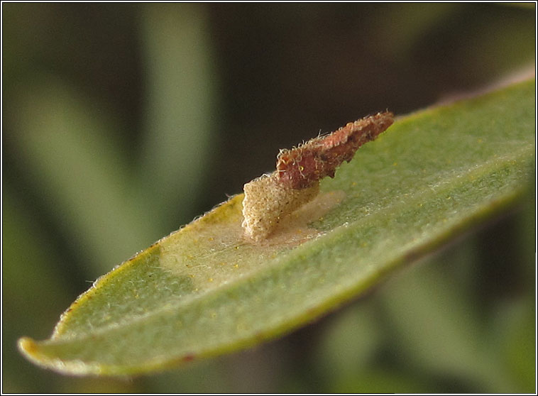 Coleophora lusciniaepennella