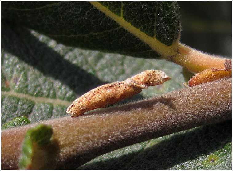 Coleophora lusciniaepennella