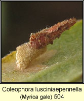 Coleophora lusciniaepennella