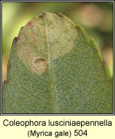 Coleophora lusciniaepennella