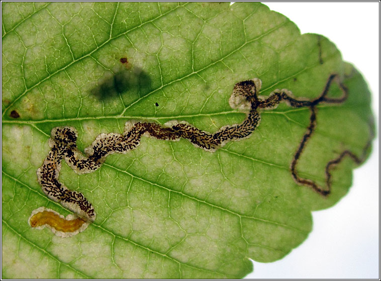 Stigmella aurella