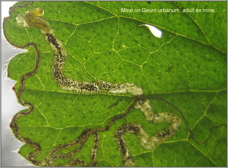 Stigmella aurella