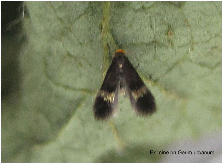 Stigmella aurella