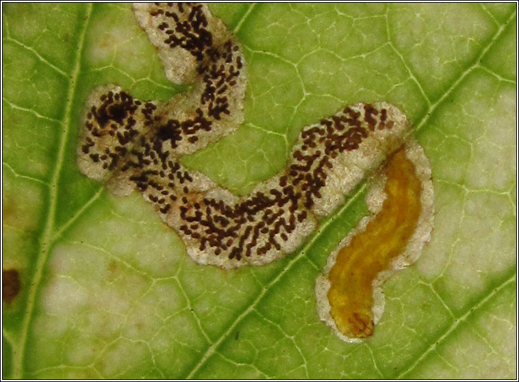 Stigmella aurella