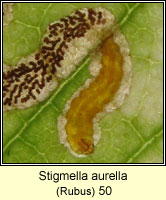 Stigmella aurella