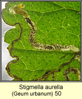 Stigmella aurella (leaf mine)