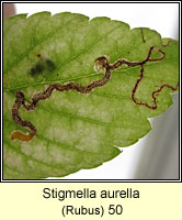 Stigmella aurella