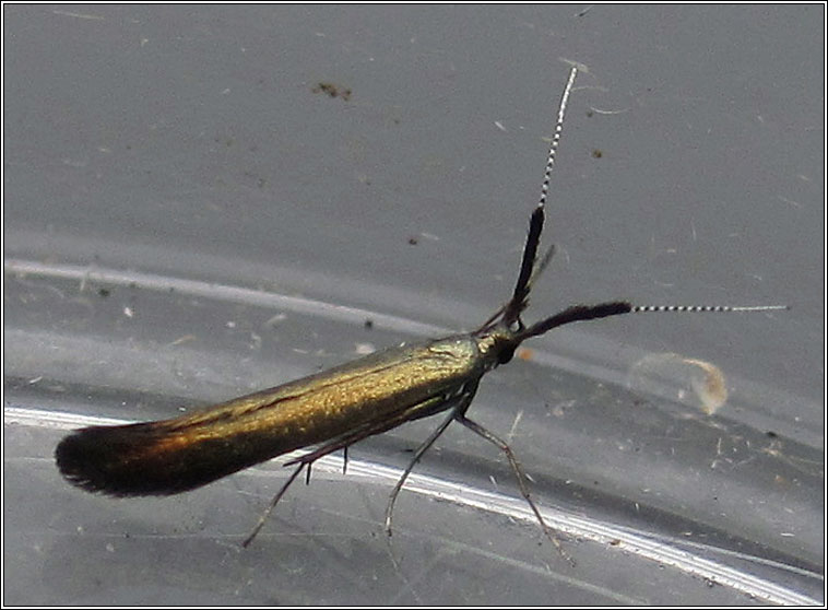 Coleophora mayrella