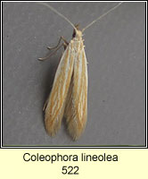 Coleophora lineolea