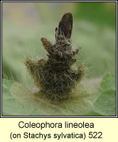 Coleophora lineolea