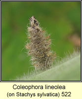 Coleophora lineolea