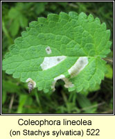 Coleophora lineolea