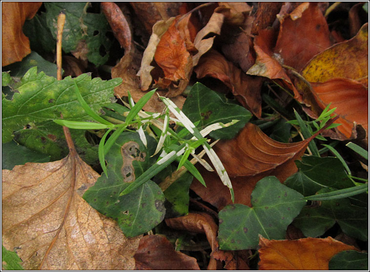 Coleophora solitariella